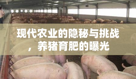 現(xiàn)代農(nóng)業(yè)的隱秘與挑戰(zhàn)，養(yǎng)豬育肥的曝光