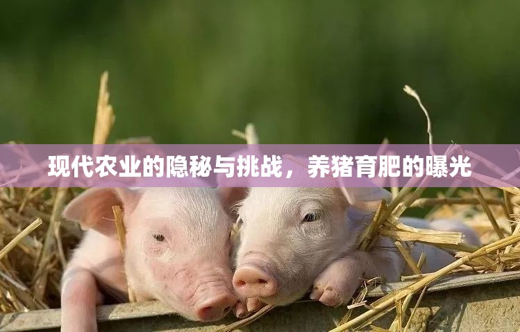 現(xiàn)代農(nóng)業(yè)的隱秘與挑戰(zhàn)，養(yǎng)豬育肥的曝光