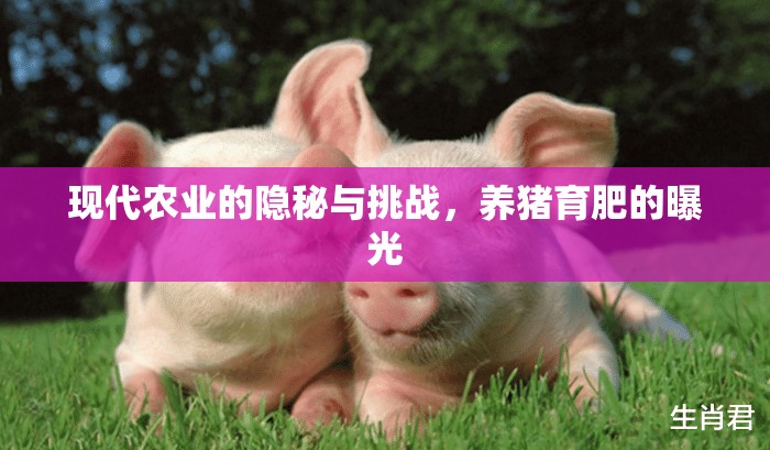 現(xiàn)代農(nóng)業(yè)的隱秘與挑戰(zhàn)，養(yǎng)豬育肥的曝光