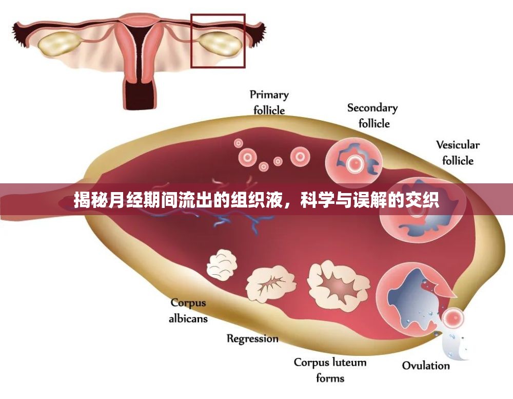 揭秘月經(jīng)期間流出的組織液，科學與誤解的交織