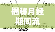 揭秘月經(jīng)期間流出的組織液，科學與誤解的交織
