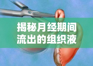 揭秘月經(jīng)期間流出的組織液，科學與誤解的交織