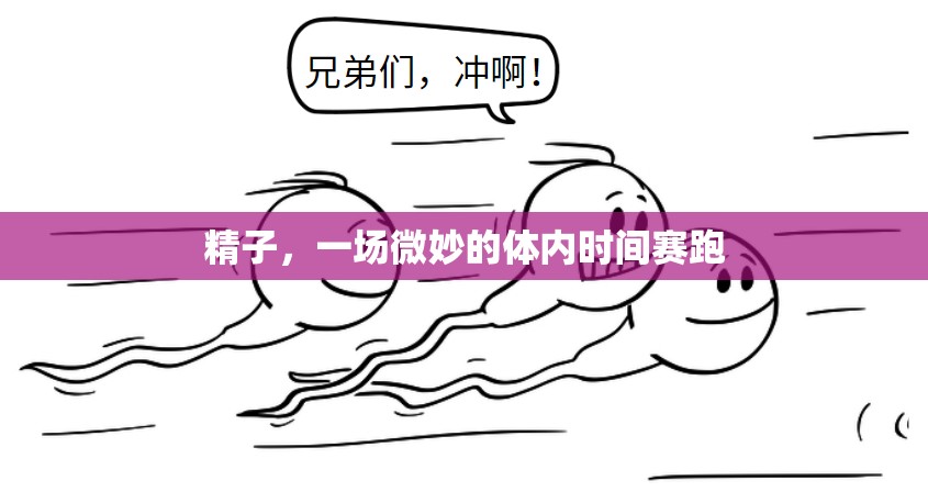 精子，一場微妙的體內(nèi)時間賽跑