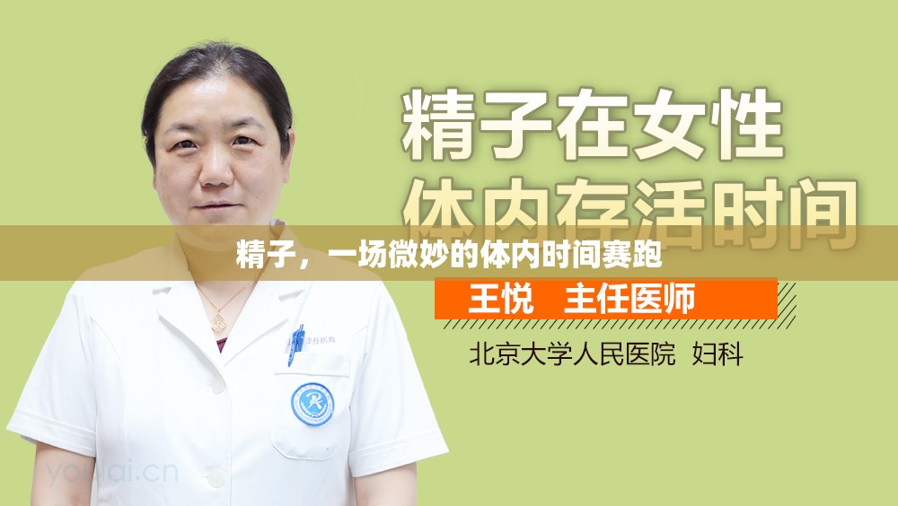 精子，一場微妙的體內(nèi)時間賽跑
