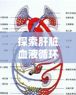 探索肝臟血液循環(huán)的奧秘，肝血流路徑的深入解析