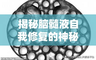揭秘腦髓液自我修復(fù)的神秘機(jī)制