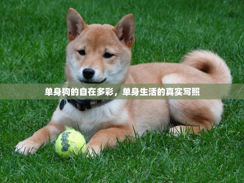 單身狗的自在多彩，單身生活的真實寫照