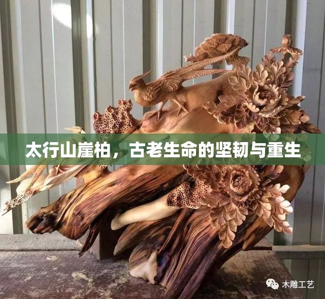 太行山崖柏，古老生命的堅(jiān)韌與重生