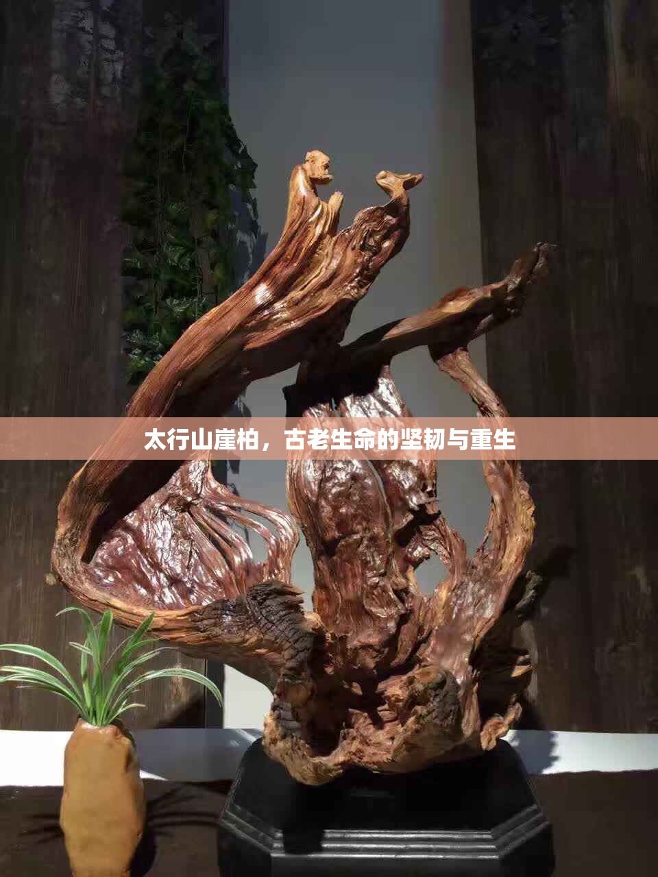 太行山崖柏，古老生命的堅(jiān)韌與重生