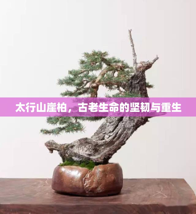 太行山崖柏，古老生命的堅(jiān)韌與重生