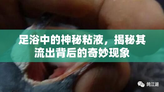 足浴中的神秘粘液，揭秘其流出背后的奇妙現(xiàn)象