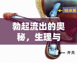 勃起流出的奧秘，生理與心理的全面解析
