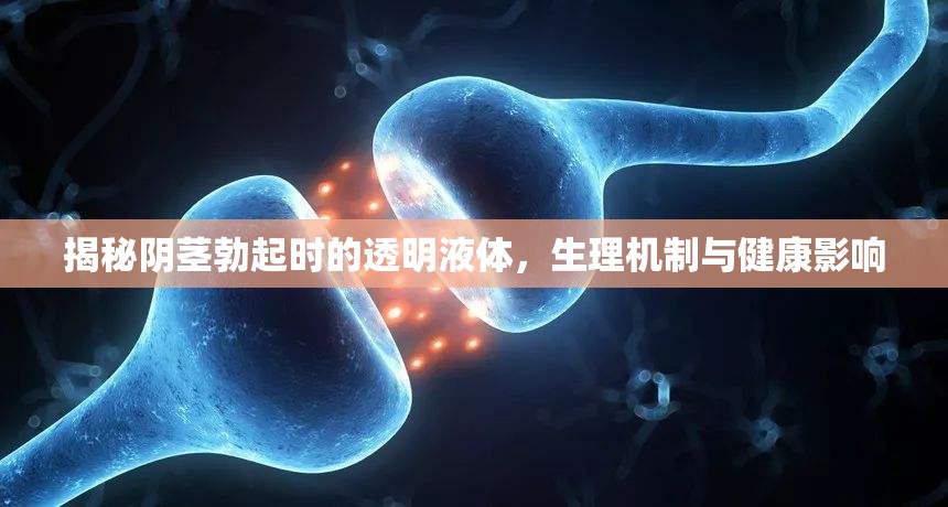 揭秘陰莖勃起時的透明液體，生理機制與健康影響