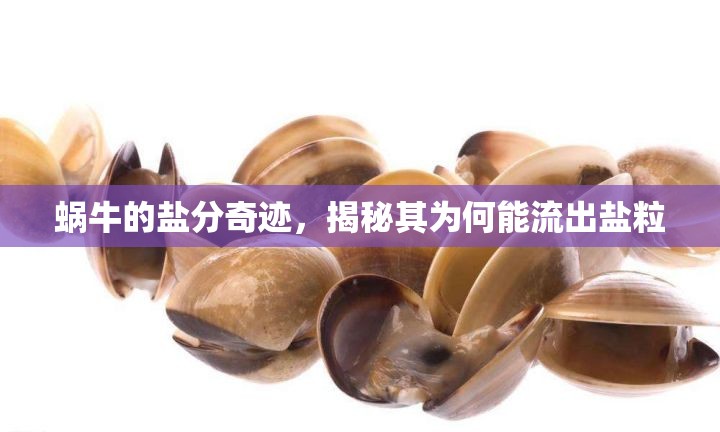蝸牛的鹽分奇跡，揭秘其為何能流出鹽粒