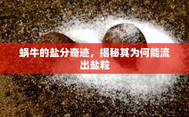 蝸牛的鹽分奇跡，揭秘其為何能流出鹽粒