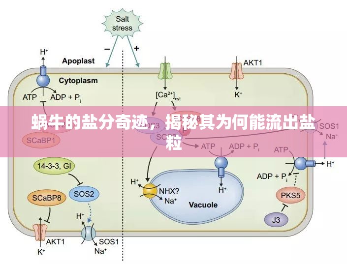蝸牛的鹽分奇跡，揭秘其為何能流出鹽粒