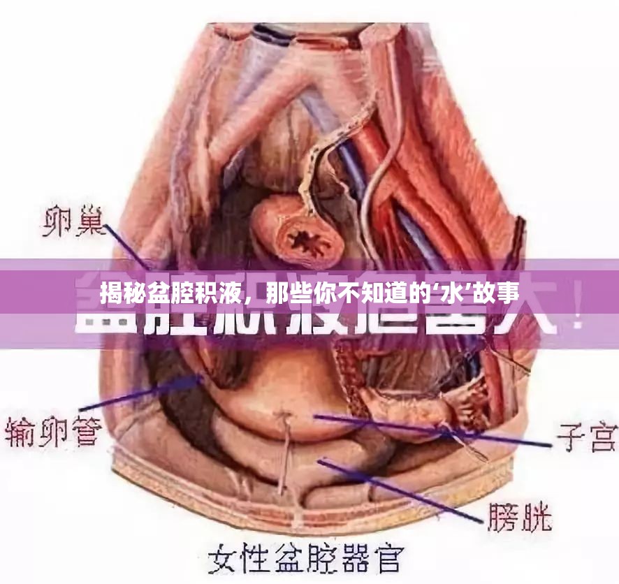 揭秘盆腔積液，那些你不知道的‘水’故事