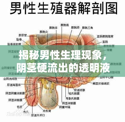 揭秘男性生理現(xiàn)象，陰莖硬流出的透明液體