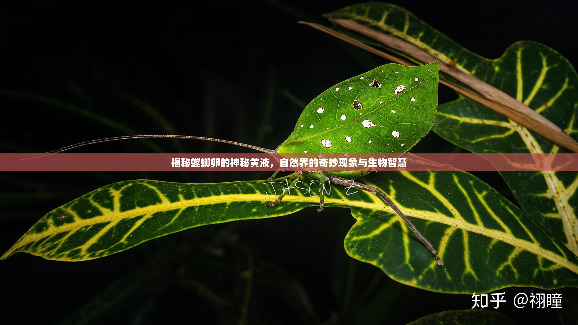 揭秘螳螂卵的神秘黃液，自然界的奇妙現(xiàn)象與生物智慧
