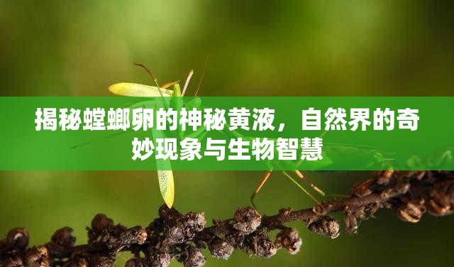 揭秘螳螂卵的神秘黃液，自然界的奇妙現(xiàn)象與生物智慧