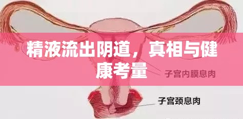 精液流出陰道，真相與健康考量