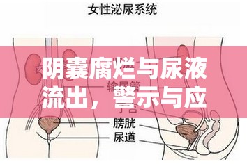 陰囊腐爛與尿液流出，警示與應(yīng)對(duì)措施