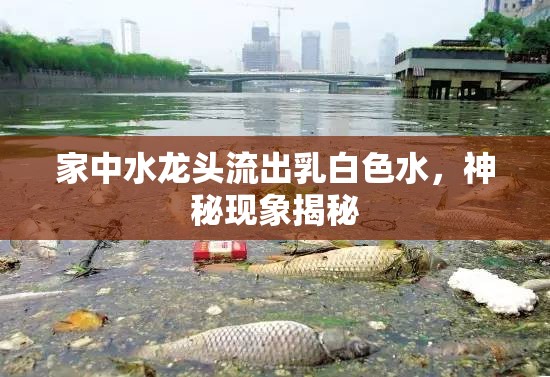 家中水龍頭流出乳白色水，神秘現(xiàn)象揭秘