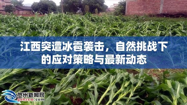 江西突遭冰雹襲擊，自然挑戰(zhàn)下的應(yīng)對策略與最新動態(tài)