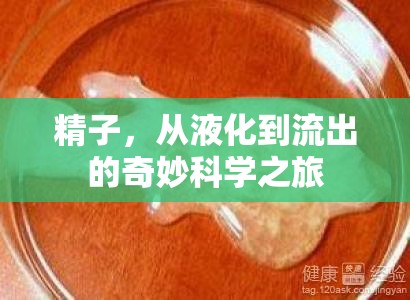 精子，從液化到流出的奇妙科學(xué)之旅