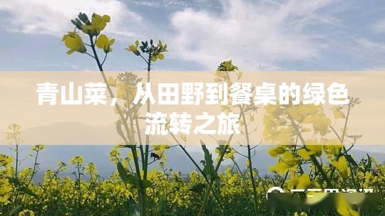 青山菜，從田野到餐桌的綠色流轉之旅
