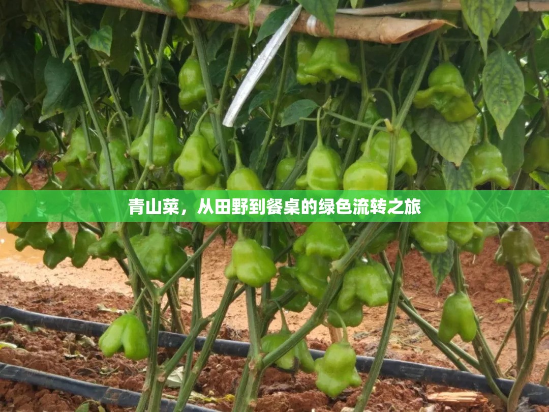 青山菜，從田野到餐桌的綠色流轉之旅