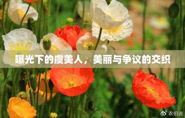 曝光下的虞美人，美麗與爭議的交織
