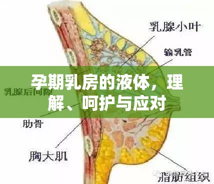 孕期乳房的液體，理解、呵護與應(yīng)對
