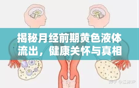 揭秘月經(jīng)前期黃色液體流出，健康關(guān)懷與真相探索