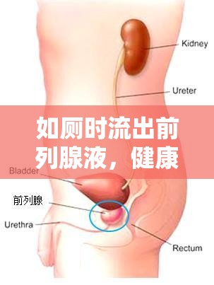 如廁時流出前列腺液，健康與性福的微妙平衡揭秘