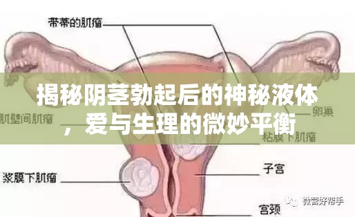 揭秘陰莖勃起后的神秘液體，愛(ài)與生理的微妙平衡