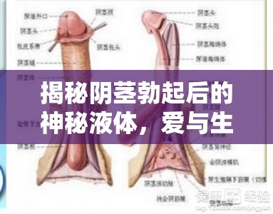 揭秘陰莖勃起后的神秘液體，愛(ài)與生理的微妙平衡