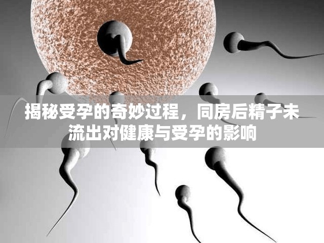揭秘受孕的奇妙過程，同房后精子未流出對(duì)健康與受孕的影響