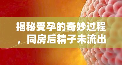 揭秘受孕的奇妙過程，同房后精子未流出對(duì)健康與受孕的影響