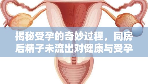 揭秘受孕的奇妙過程，同房后精子未流出對(duì)健康與受孕的影響