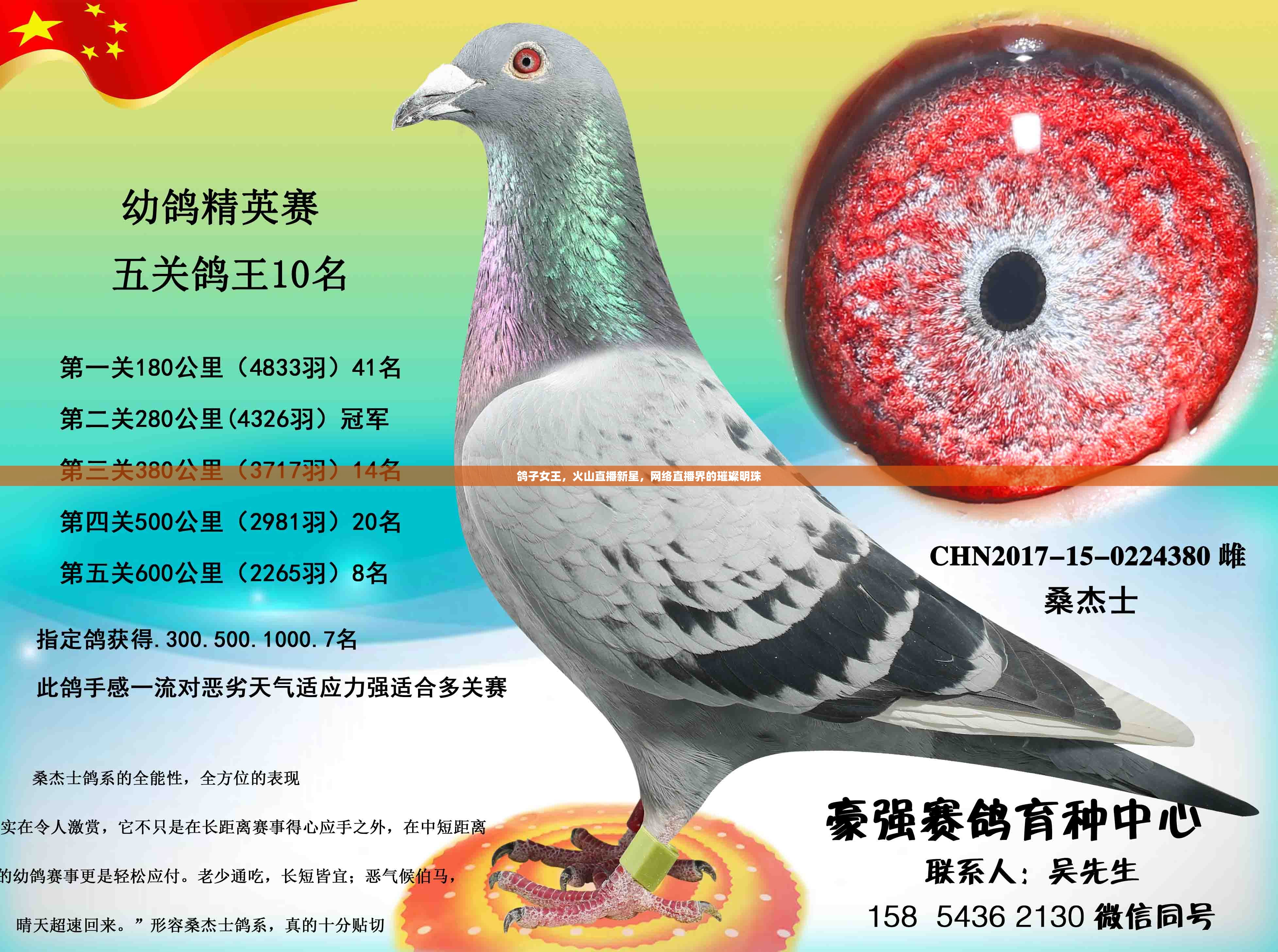 鴿子女王，火山直播新星，網(wǎng)絡(luò)直播界的璀璨明珠