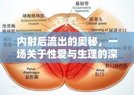 內(nèi)射后流出的奧秘，一場關(guān)于性愛與生理的深度解析