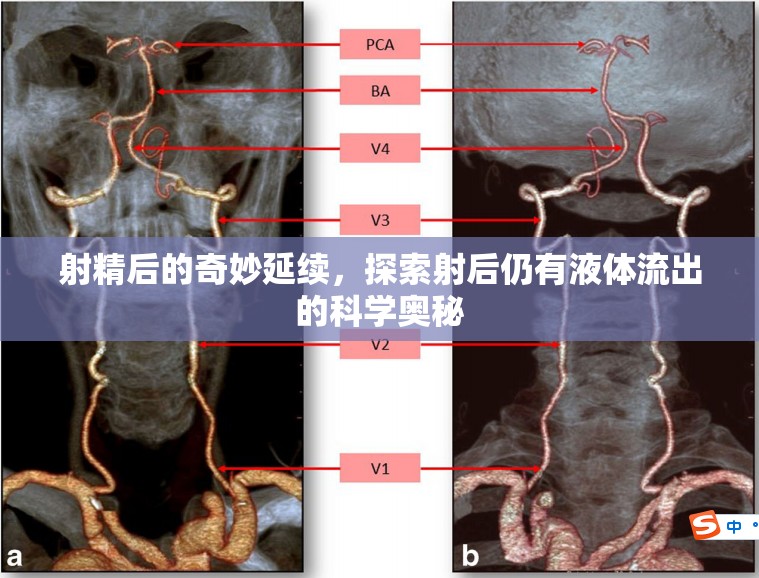 射精后的奇妙延續(xù)，探索射后仍有液體流出的科學(xué)奧秘