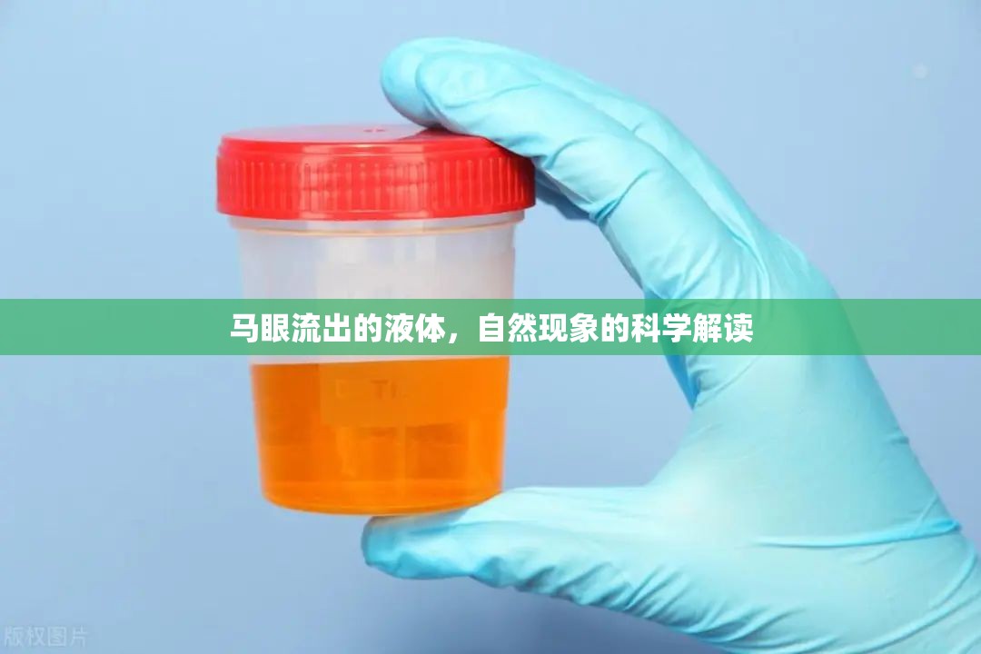馬眼流出的液體，自然現(xiàn)象的科學(xué)解讀