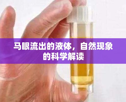 馬眼流出的液體，自然現(xiàn)象的科學(xué)解讀