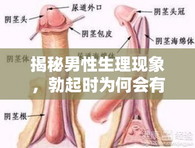 揭秘男性生理現(xiàn)象，勃起時(shí)為何會(huì)有液體流出？