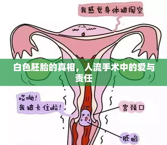 白色胚胎的真相，人流手術(shù)中的愛(ài)與責(zé)任