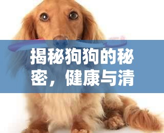 揭秘狗狗的秘密，健康與清潔的雙重守護(hù)
