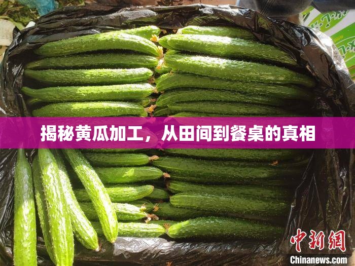 揭秘黃瓜加工，從田間到餐桌的真相