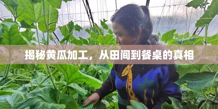 揭秘黃瓜加工，從田間到餐桌的真相